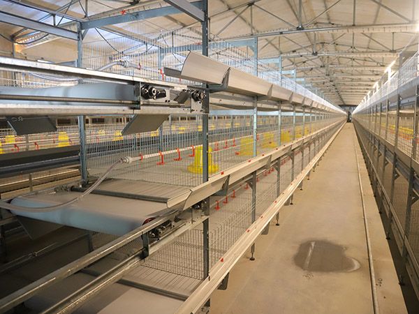 肉雞自動清糞雞